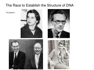 The Race to Establish the Structure of DNA The players::