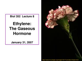 Biol 352 Lecture 8 Ethylene: The Gaseous Hormone January 31, 2007