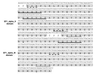 EF1_alpha_II domain