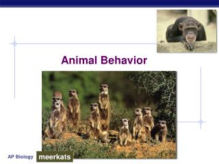 Animal Behavior