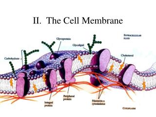 II. The Cell Membrane