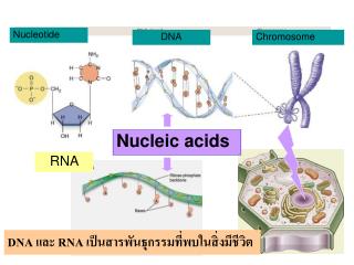 DNA