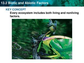 KEY CONCEPT Every ecosystem includes both living and nonliving factors.