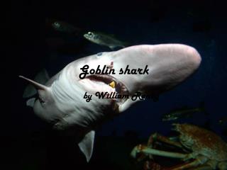 Goblin shark