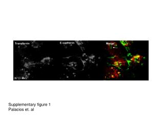 Supplementary figure 1 Palacios et. al
