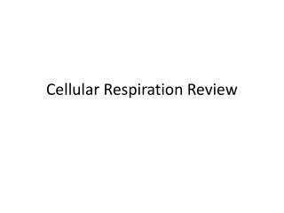 Cellular Respiration Review
