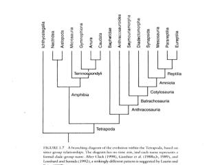 EvolutionOfReptilesa