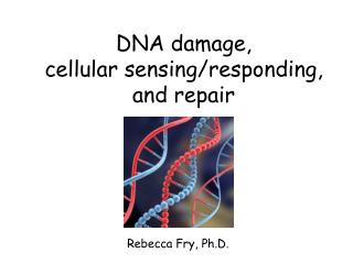 DNA damage, cellular sensing/responding, and repair