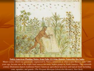 Native American Planting Maize, from Folio 121 from Histoire Naturelles Des Indes