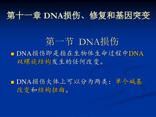 第十一章 DNA 损伤、修复和基因突变