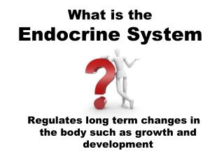 What is the Endocrine System