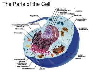 The Parts of the Cell