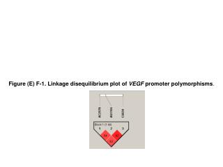Figure (E) F-1. Linkage disequilibrium plot of VEGF promoter polymorphisms .