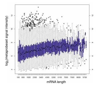 mRNA length