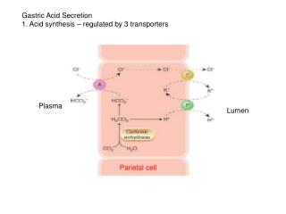 Gastric Acid Secretion 1. Acid synthesis – regulated by 3 transporters
