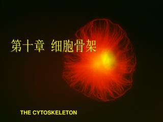 THE CYTOSKELETON
