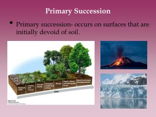 Primary Succession