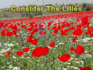 Consider The Lilies