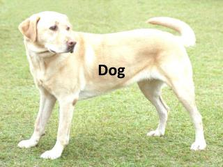 Dog