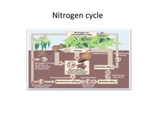 Nitrogen cycle