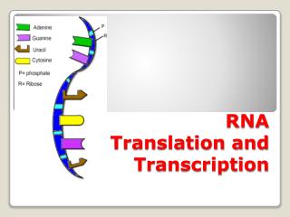 RNA Translation and Transcription