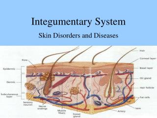 Integumentary System