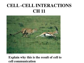 CELL -CELL INTERACTIONS CH 11