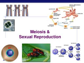 Meiosis &amp; Sexual Reproduction