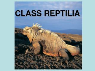 CLASS REPTILIA