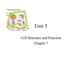 Unit 5