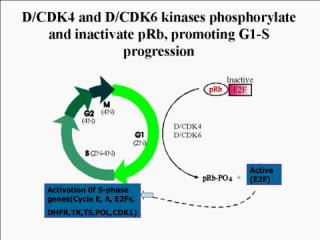 Activation 0f S-phase genes(Cycle E, A, E2Fs, DHFR,TK,TS,POL,CDK1)
