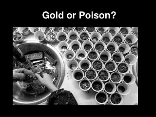 Gold or Poison?