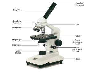 teachnet.ie/tburke/cell/microscope.html