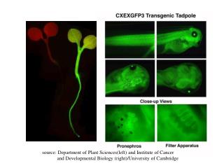 source: Department of Plant Sciences(left) and Institute of Cancer