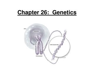 Chapter 26: Genetics