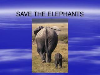 SAVE THE ELEPHANTS