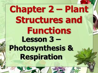 Chapter 2 – Plant Structures and Functions