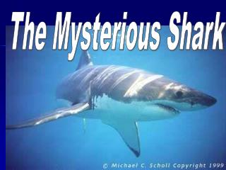 The Mysterious Shark