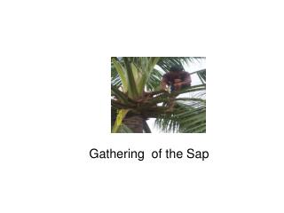Gathering of the Sap