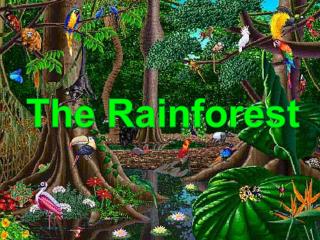 The Rainforest