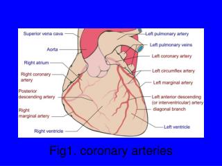 Fig1. coronary arteries