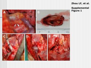 Supplemental Figure 1