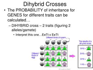 Dihybrid Crosses