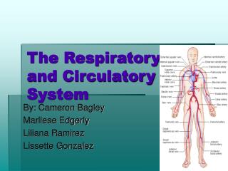 The Respiratory and Circulatory System