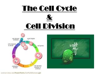 The Cell Cycle &amp; Cell Division