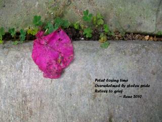 Petal losing time Overwhelmed by stolen pride Retires to grief ~ Rene 2010