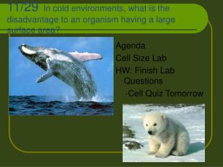 Agenda Cell Size Lab HW: Finish Lab Questions -Cell Quiz Tomorrow