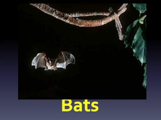 Bats