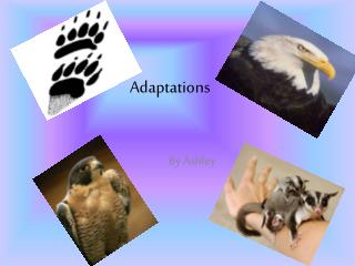 Adaptations