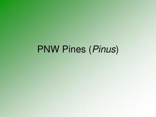 PNW Pines ( Pinus )